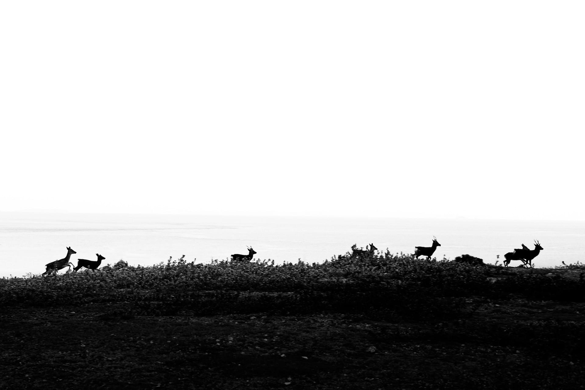 Zoe Litaker photography