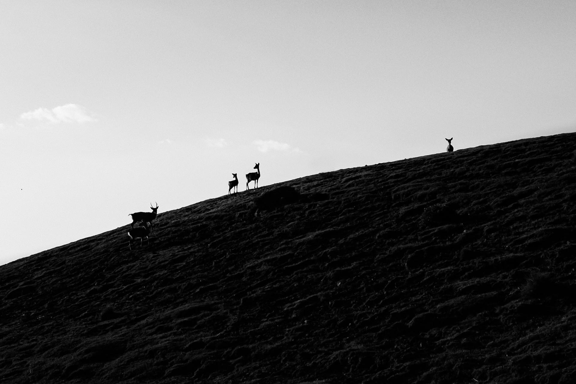 Zoe Litaker photography