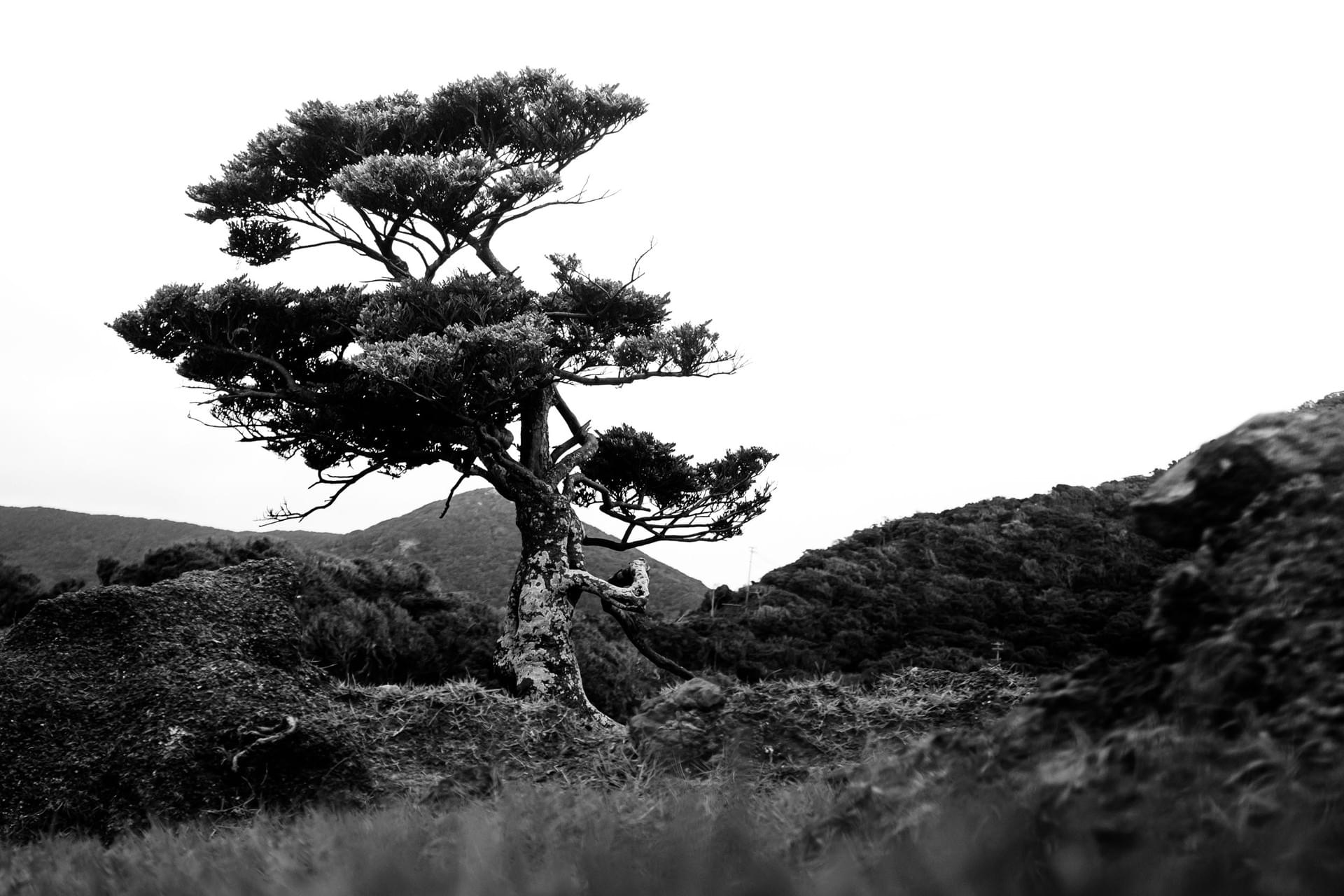 Zoe Litaker photography